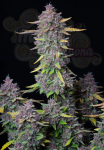 FastBuds - Purple Punch Auto