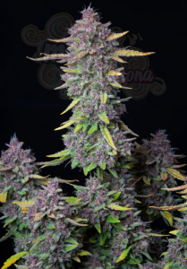 FastBuds - Purple Punch Auto