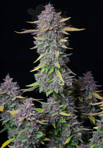FastBuds - Purple Punch Auto