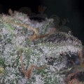 PARADISE SEEDS - Nebula