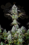 FastBuds - Big Bud Auto