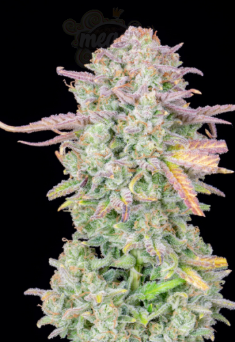 FastBuds - Trainwreck Auto
