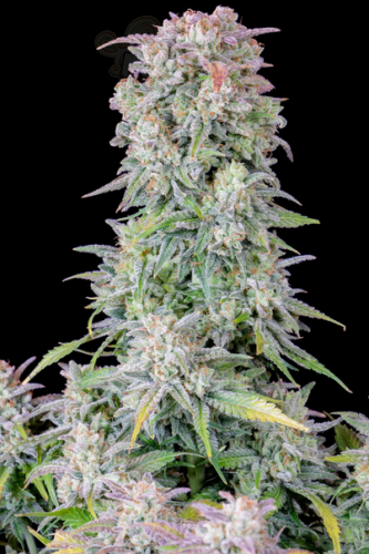 FastBuds - Afghan Kush Auto