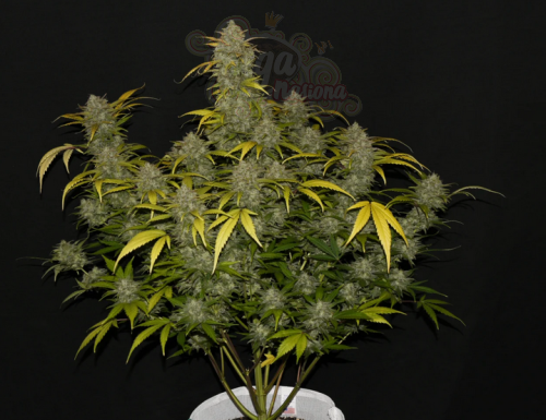 FastBuds - Gelato Auto