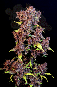 FastBuds - Purple Lemonade Auto