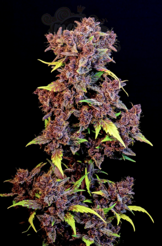 FastBuds - Purple Lemonade Auto
