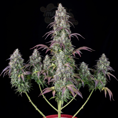 FastBuds - Lemon Pie Auto