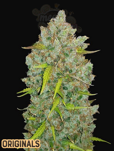 FastBuds - Bubblegum Auto