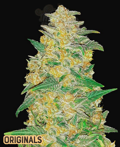 FastBuds - AK Auto
