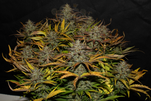 FastBuds - Cheese Auto