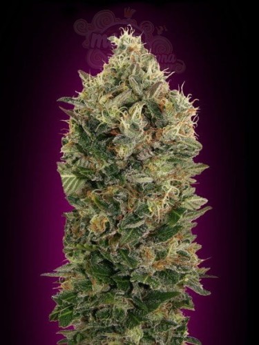 ADVANCED SEEDS - Auto Black Diesel