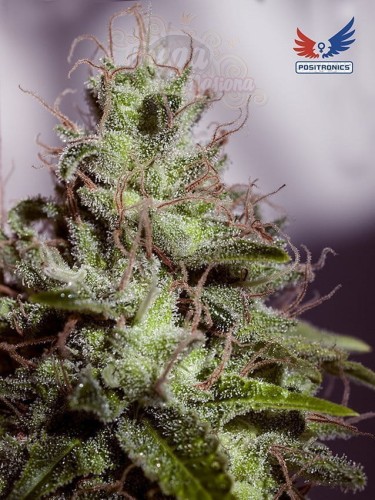 POSITRONICS - Supercheese Express