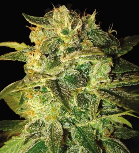 WORLD OF SEEDS - Sugar Mango Ryder Auto