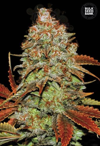 BULK SEED BANK - Auto Bubblegum Extra