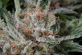 DINAFEM - Moby Dick