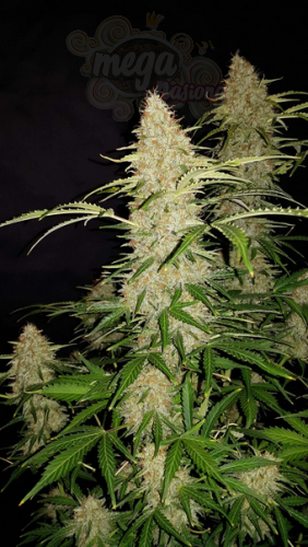 FastBuds - Jack Herer Auto