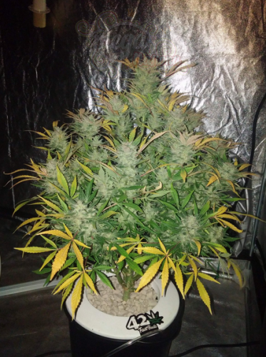 FastBuds - White Widow Auto
