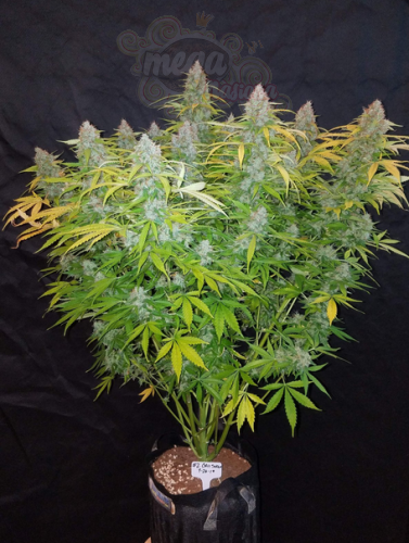 FastBuds - Californian Snow Auto