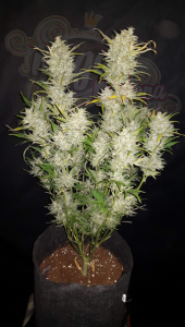 FastBuds - Sour Diesel Auto