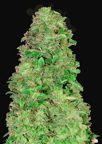 FastBuds - CBD 20:1 Auto