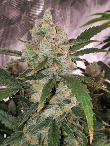 FastBuds - Chemdawg Auto