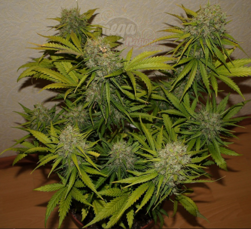 FastBuds - Grapefruit Auto