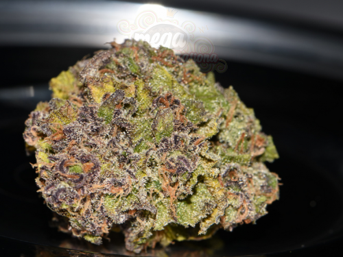 FastBuds - Smoothie Auto