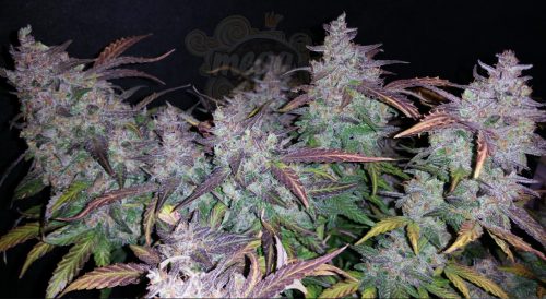 FastBuds - Fastberry Auto