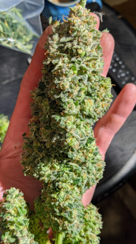 FastBuds - Critical Auto