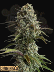 FastBuds - Skunk Auto