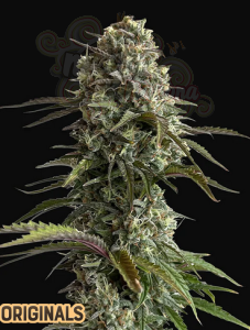 FastBuds - Skunk Auto