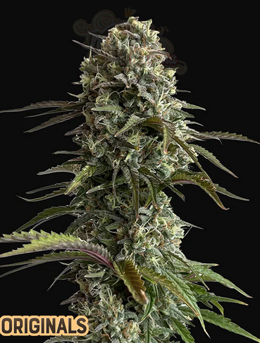 FastBuds - Skunk Auto