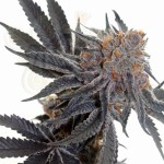 Cookies Sherbet