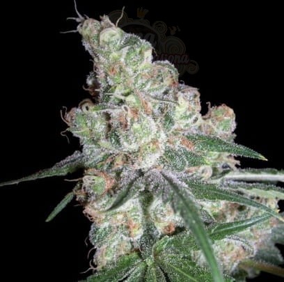 Chocolope