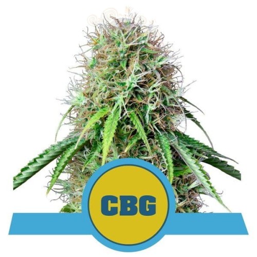 ROYAL QUEEN SEEDS - Royal CBG
