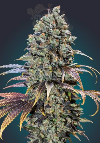 00 SEEDS BANK - Chocolate Cream