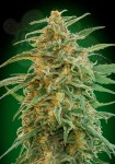 00 SEEDS BANK - Auto Gorilla