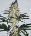 Female Seeds - Grape Amnesia