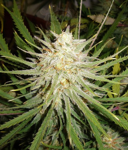Female Seeds - C99