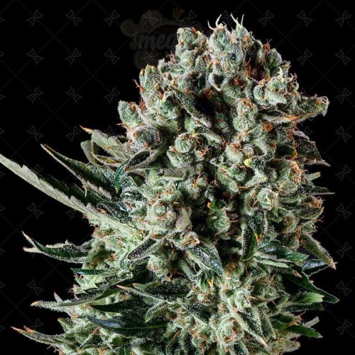 GENOFARM - Farm Cheese