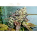 PARADISE SEEDS - Lucid Bolt