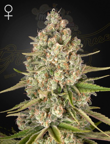 Green House Seeds - Lost Pearl