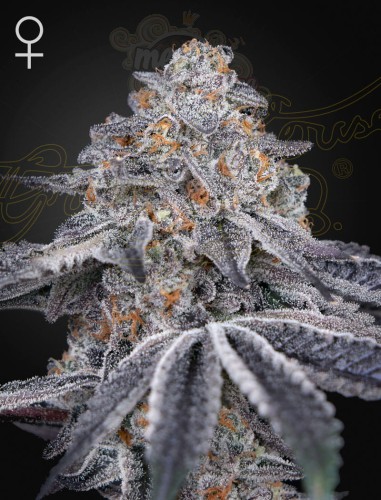 Green House Seeds - Velvet Moon