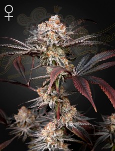 Green House Seeds - Wonder Pie