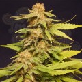 Kannabia Seed - Big Bull