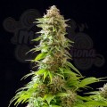 Kannabia Seed - Cookies Haze