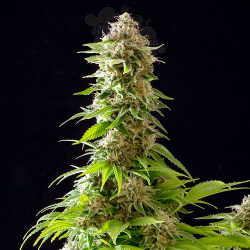 Kannabia Seed - Cookies Haze