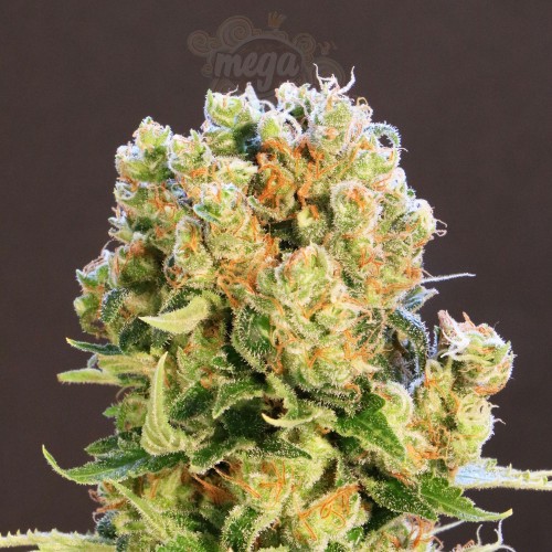 Kannabia Seed - Diesel Glue