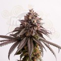 Kannabia Seed - Gelato-K