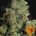 BARNEY’S FARM - Tangerine Dream